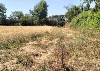 Foto 9 - Terreno agricolo Strada Comunale Montesecco, Grottammare - foto 9