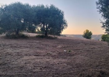 Foto 3 - Terreno agricolo Strada Comunale Montesecco, Grottammare - foto 3