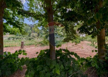 Giardino - Terreno agricolo contrada leano, Piazza Armerina - foto 27