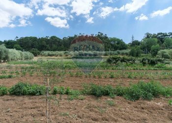 Giardino - Terreno agricolo contrada leano, Piazza Armerina - foto 28