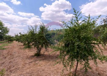 Giardino - Terreno agricolo contrada leano, Piazza Armerina - foto 29