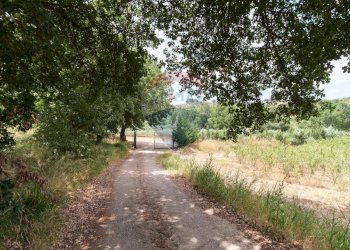 Giardino - Terreno agricolo contrada leano, Piazza Armerina - foto 65