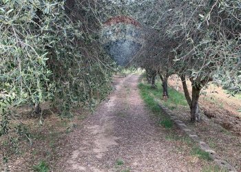 Giardino - Terreno agricolo contrada leano, Piazza Armerina - foto 83