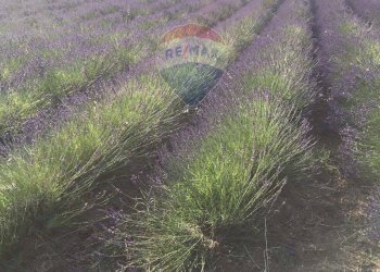 Vista delle montagne - Terreno agricolo contrada leano, Piazza Armerina - foto 86