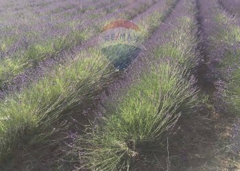 Vista delle montagne - Terreno agricolo contrada leano, Piazza Armerina - foto 87