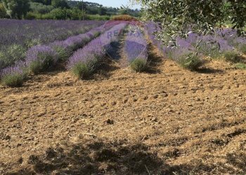 Giardino - Terreno agricolo contrada leano, Piazza Armerina - foto 90