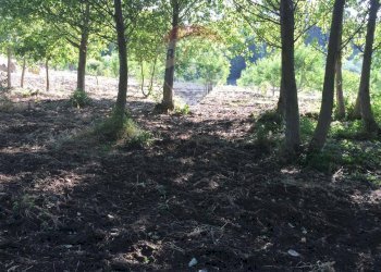 Giardino - Terreno agricolo contrada leano, Piazza Armerina - foto 92