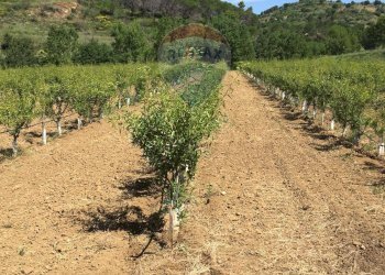 Vista delle montagne - Terreno agricolo contrada leano, Piazza Armerina - foto 93