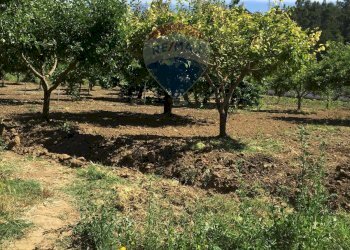 Giardino - Terreno agricolo contrada leano, Piazza Armerina - foto 96