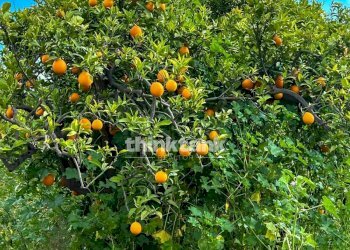 Foto 11 - Villa Grotta dell' Acqua, Centuripe - foto 11