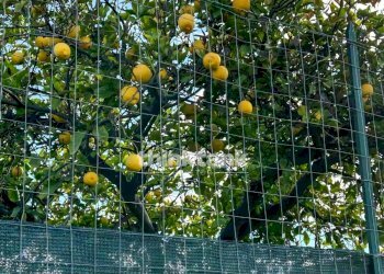 Foto 12 - Villa Grotta dell' Acqua, Centuripe - foto 12