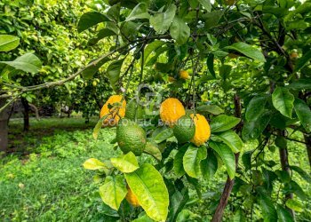 Foto 13 - Villa Via Vitt Emanuele III
 
204, Acireale - foto 13