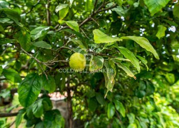 Foto 39 - Villa Via Vitt Emanuele III
 
204, Acireale - foto 39