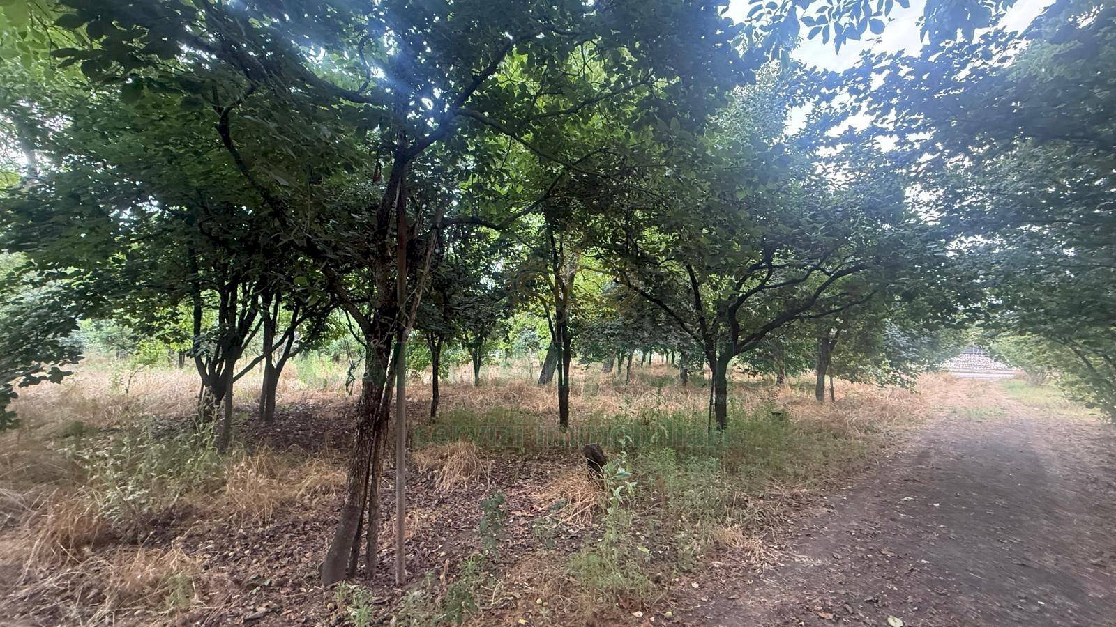 Foto 2 - Terreno agricolo Scisciano, Scisciano - foto 2