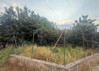 Foto 1 - Terreno agricolo Scisciano, Scisciano - foto 1