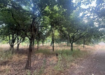 Foto 2 - Terreno agricolo Scisciano, Scisciano - foto 2