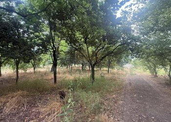 Foto 5 - Terreno agricolo Scisciano, Scisciano - foto 5