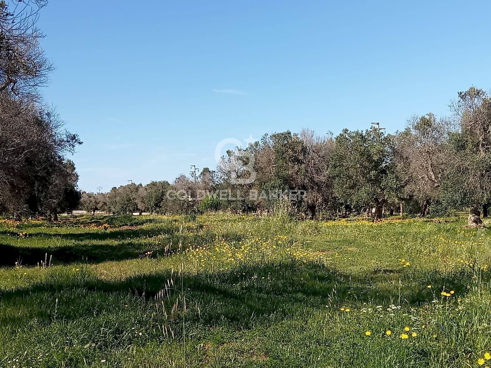 Foto 2 - Agricultural land Contrada Colombo
 
snc, Carovigno - photo 2