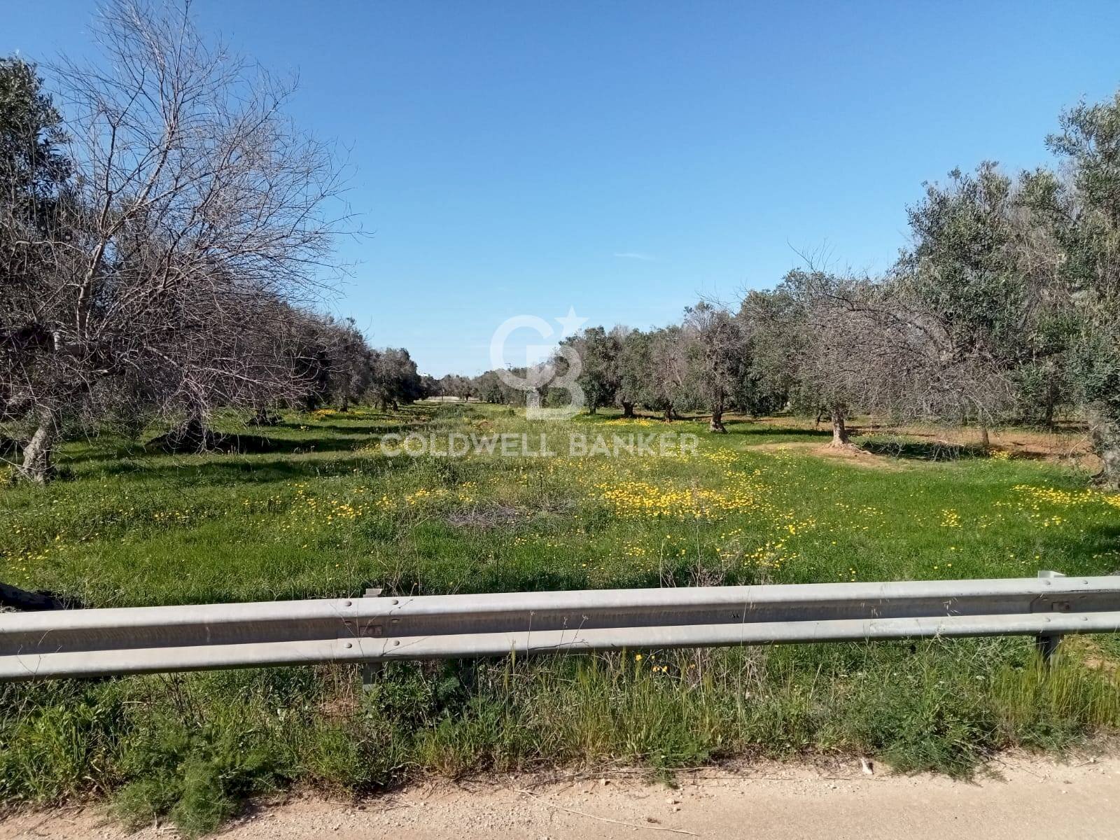 Foto 3 - Agricultural land Contrada Colombo
 
snc, Carovigno - photo 3