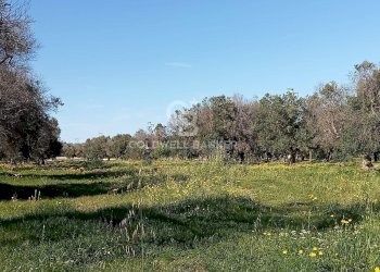 Foto 2 - Terreno agricolo Contrada Colombo
snc, Carovigno - foto 2