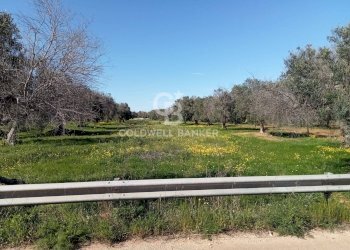 Foto 3 - Terreno agricolo Contrada Colombo
snc, Carovigno - foto 3