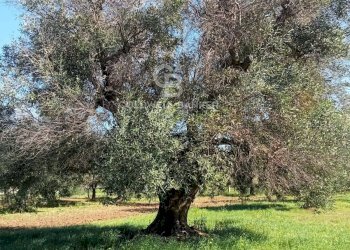 Foto 8 - Terreno agricolo Contrada Colombo
snc, Carovigno - foto 8