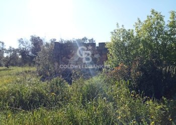 Foto 12 - Terreno agricolo Contrada Colombo
snc, Carovigno - foto 12