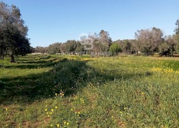 Foto 13 - Terreno agricolo Contrada Colombo
snc, Carovigno - foto 13