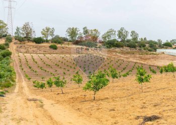 Giardino - Terreno agricolo cda bongiovanni sp 34, Caltagirone - foto 13