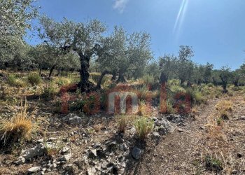 Foto 2 - Terreno agricolo Avella - foto 2