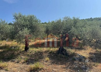 Foto 5 - Terreno agricolo Avella - foto 5