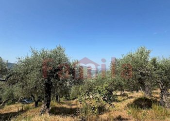 Foto 8 - Terreno agricolo Avella - foto 8