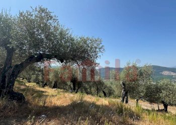 Foto 9 - Terreno agricolo Avella - foto 9