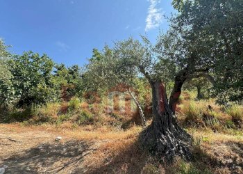 Foto 10 - Terreno agricolo Avella - foto 10