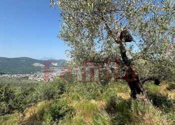 Foto 11 - Terreno agricolo Avella - foto 11