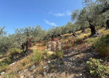 Foto 12 - Terreno agricolo Avella - foto 12