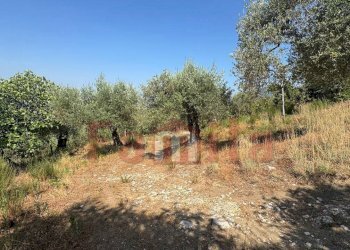 Foto 13 - Terreno agricolo Avella - foto 13