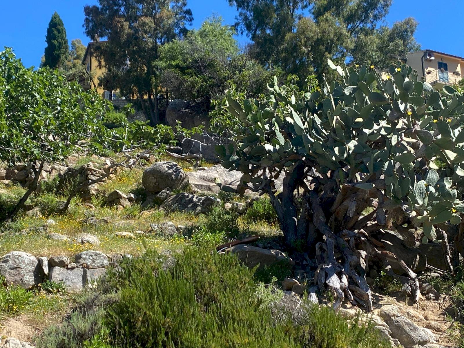 Foto 3 - Terreno edificabile Marciana - foto 3