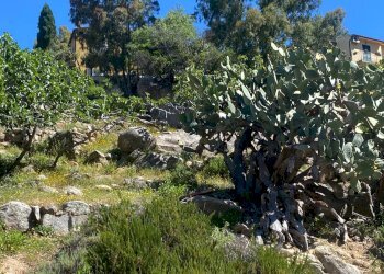 Foto 3 - Terreno edificabile Marciana - foto 3