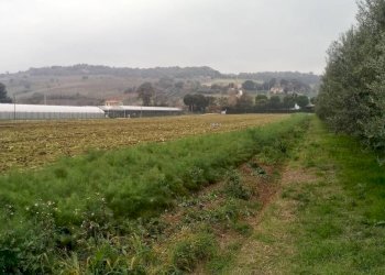 Foto 14 - Agricultural land via  Valdaso, Altidona - photo 14