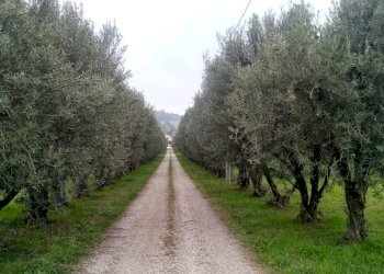 Foto 16 - Agricultural land via  Valdaso, Altidona - photo 16