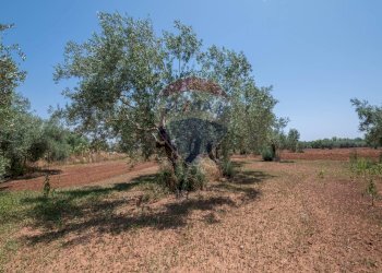 Giardino - Villa Contrada Piano Stella
 
snc, Caltagirone - foto 16