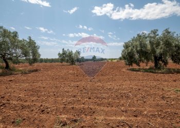 Giardino - Villa Contrada Piano Stella
 
snc, Caltagirone - foto 29