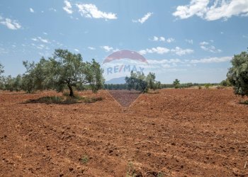 Giardino - Villa Contrada Piano Stella
 
snc, Caltagirone - foto 30