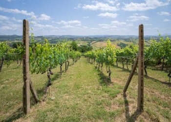 Foto 70 - Rustico Certaldo - foto 70