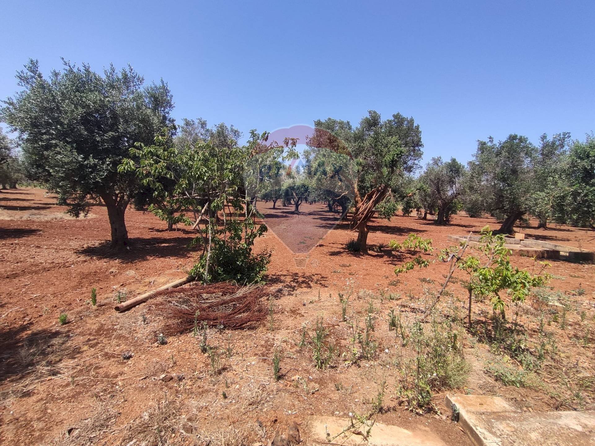 Giardino - Terreno agricolo Contrada Formica
 
snc, San Vito dei Normanni - foto 2