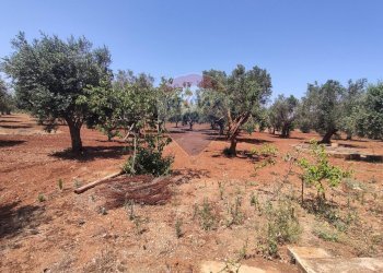 Giardino - Terreno agricolo Contrada Formica
 
snc, San Vito dei Normanni - foto 2