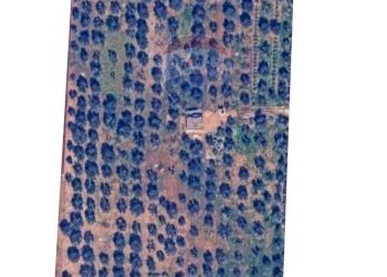 Bagno - Terreno agricolo Contrada Formica
 
snc, San Vito dei Normanni - foto 14