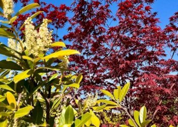 Terreno - Bilocale via Giulio Cesare, Desenzano del Garda - foto 15