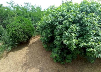 Terreno - Rustico Frazione Casabianca, 49, Asti - foto 20